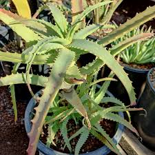 Aloe arborescens