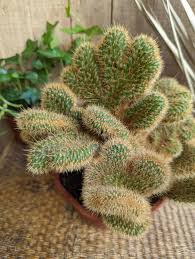 Cleistocactus cristata