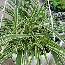 Chlorophytum comosum