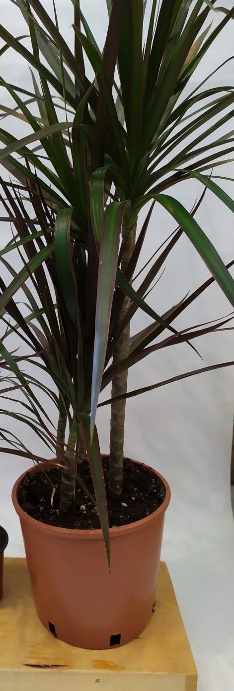 Dracaena marginata