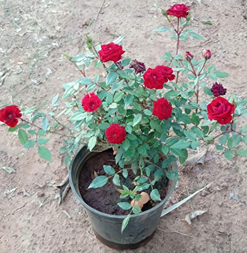 Rose bush 30 cm.