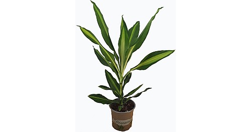 Dracaena fragrans