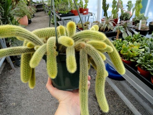 Cleistocactus winteri