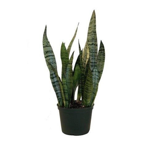 Sansevieria zeylanica