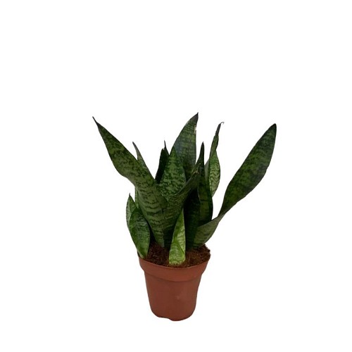 Sansevieria trifasciata