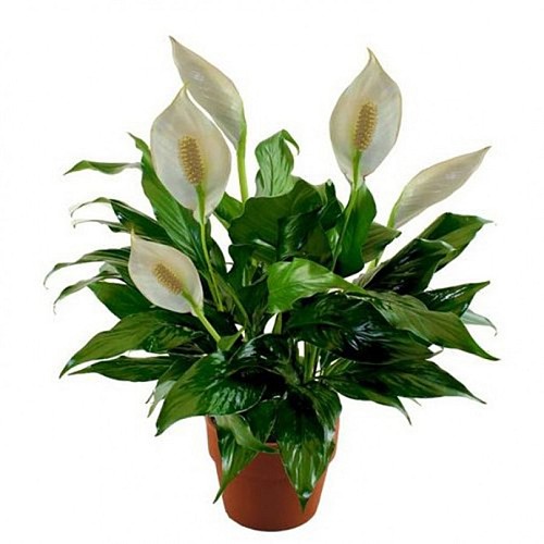 Spathiphyllum