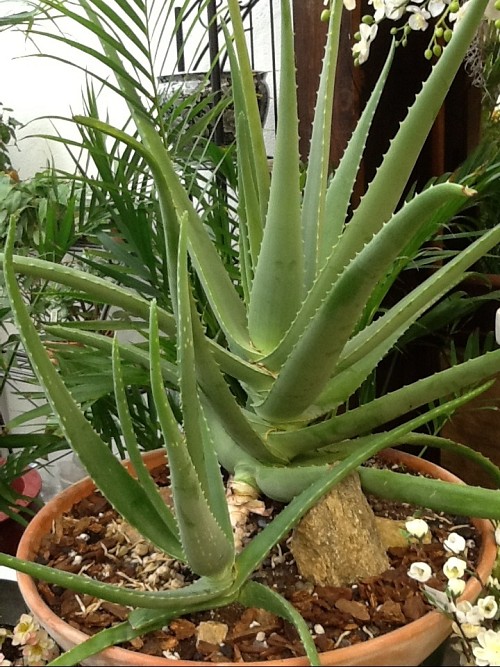 Aloe vera 1m.