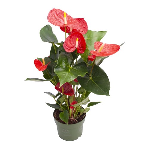 Anthurium 40 cm.