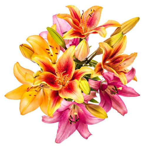 Lily Flowers